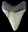 Bargain, Megalodon Tooth - North Carolina #63940-2